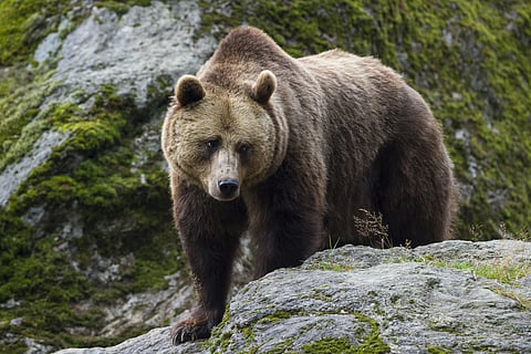 Slovakian brown bear