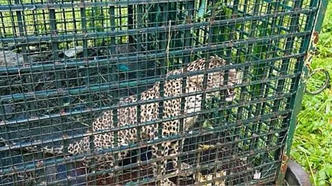 malappuram leopard trapped in tiger cage