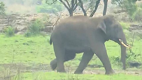 wild elephant in kanchikode residential area chased successfully