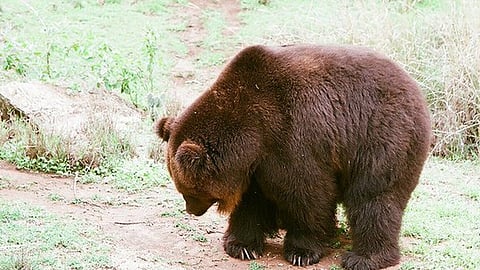 Bear enters village, drinks milk , ghee and curd