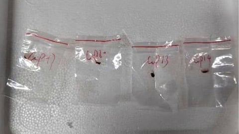 Chinese scientist arrested smuggling deadly fungus to US