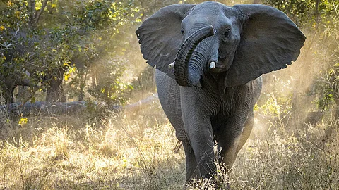 Zimbabwe to cull elephants and distribute meat to people