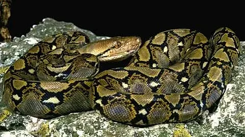 snake bite 2 injured in kozhikode