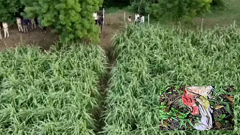 Stray dog drags away toddler in a Surat