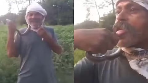 Farmer attempts to kiss snake, bitten on tongue