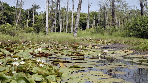 Kerala wetlands in danger