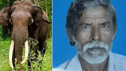 mundur wild elephant attack death protest