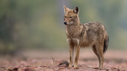 6 people attacked by fox in Thrissur