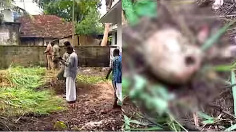 human skull found in kumbalangi kochi