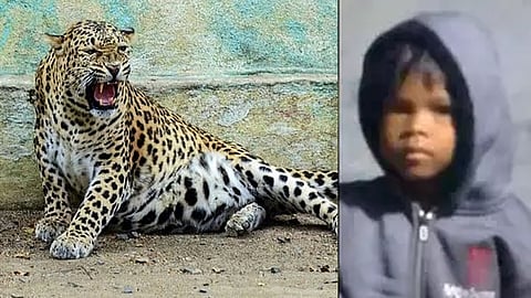 Search for 4-year-old girl dragged by leopard in Valparai