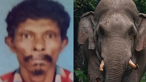 man killed in wild elephant attack Nilambur