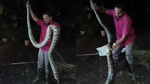 A huge python weighing 40 kg and 10 feet long was caught