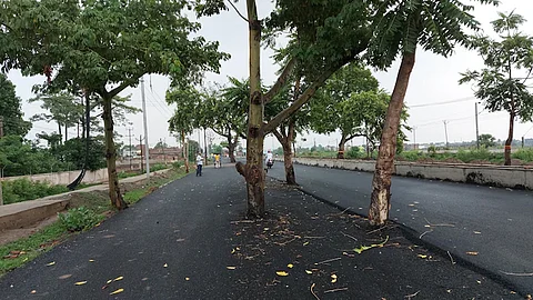 100 crore rupees road in Bihar, trees in the middle
