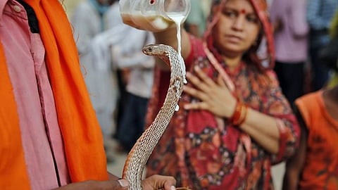 Nag Panchami: No reviving practice of live worship of snakes