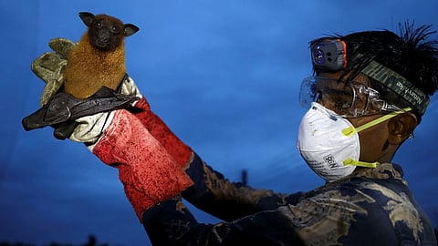 nipah cases increased in kerala