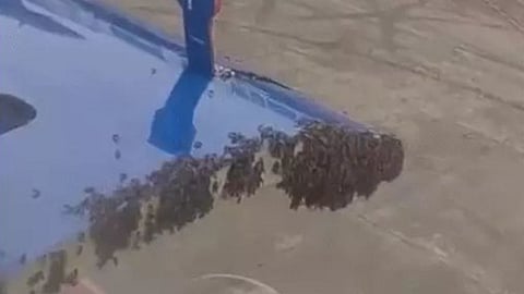 Bees delay Surat -Jaipur indigo flight
