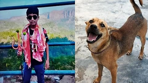 stray dog chased kid falls from apartment 6th floor