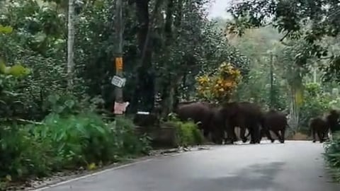 wild elephant attack