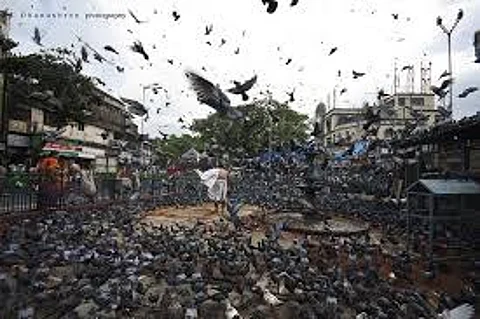 Hunger strike declared against closure of pigeon feeders