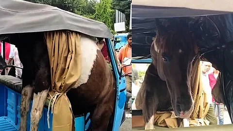 horse fight in madhya pradesh stuck