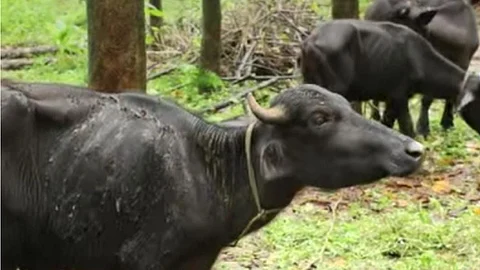 Acid attack on buffalo too; 5 calves suffer burns