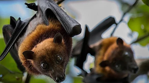 bat meat sold as chilli chicken salem arrests