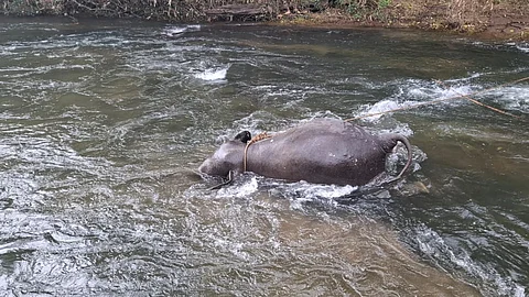 body of a wild elephant was washed ashore