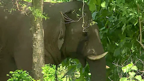 elephant pt 5 drugged treatment preperations started