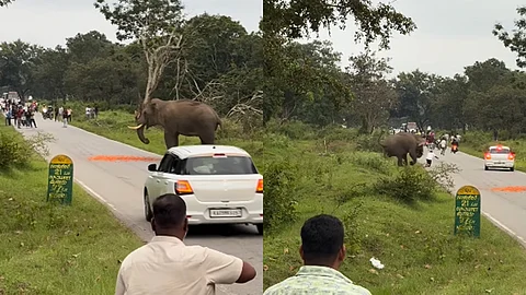 wild elephant attacked camera man