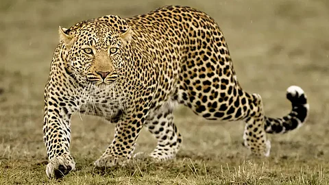 8-year-old boy killed by leopard in Valparai