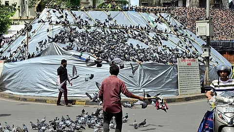 Hunger strike against the closure of Kabootarkhana from today