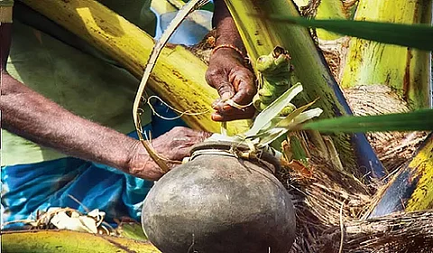 Supreme Court quashes government order setting alcohol limit in coconut shells