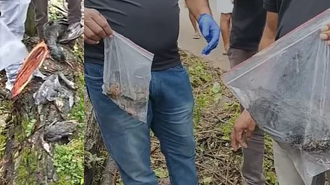 new mahe tree cutting kills cormorant bird case registered