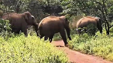 wild elephants in a residential area chased to jungle