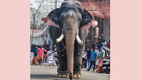 tusker eerattupetta ayyappan dies