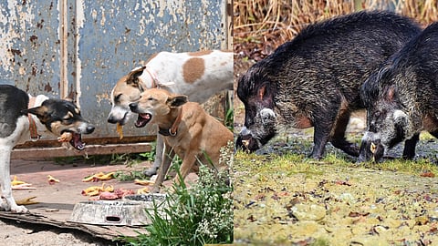 Stray dogs and wild boars