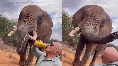 Tourist faces backlash over pour beer to trunk of elephant