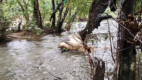 again wild elephants dead bodies found in pooyamkutty river