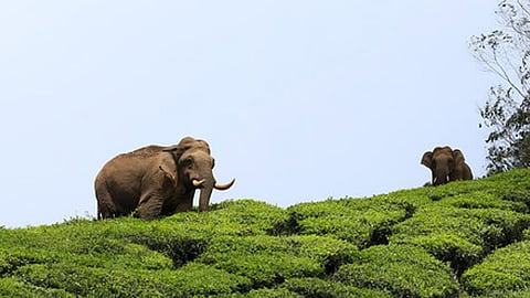 cabinet approves bill allowing killing of violent animals
