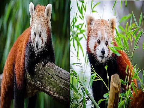 Red Panda