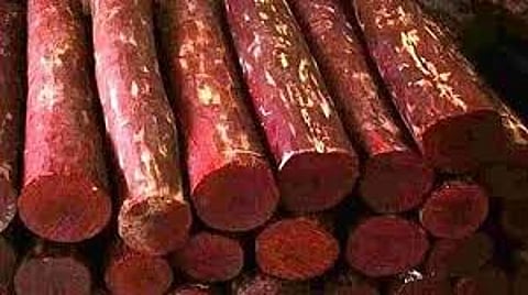 Blood sandalwood worth Rs 12 crore seized from farmhouse