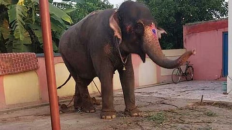 40 lakh elephant allegedly stolen from jharkhand