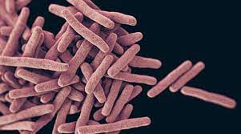 Nightmare bacteria