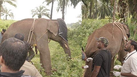 Injured wild elephant treated with tranquilizer and released