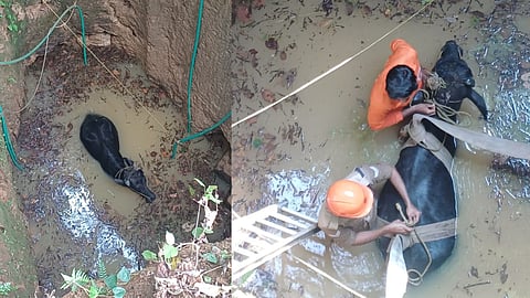 rescue buffalo that fell into a well in Kothamangalam