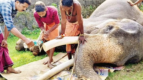 guruvayoor devaswom board to investigate gokul elephant death