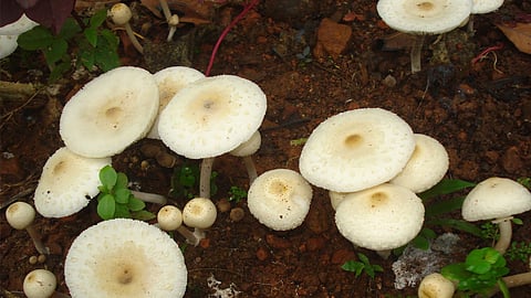 Mushroom food poison