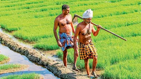 storage price of paddy has been increased