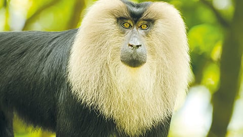 thiruvananthapuram zoo lion tailed macaque dies after fight injuries