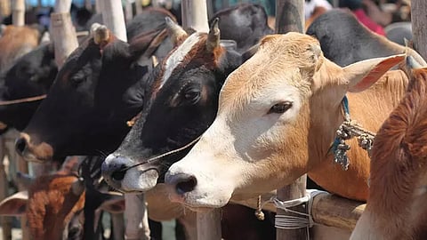 gujarat court sentences three to life for cow slaughter
